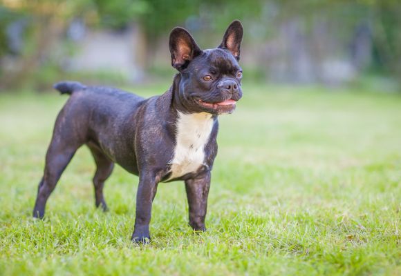 Hundefreundliche Unterkünfte